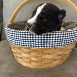 Yellow - Black and white male Siberian Husky puppy in Hiram, Ohio from Nyzen Farms