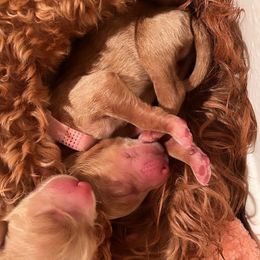 Goldendoodle Puppies from AvFamilyDoodles