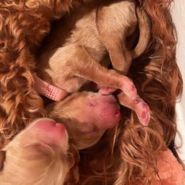 Goldendoodle Puppies from AvFamilyDoodles