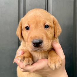 Colin - Yellow male Labrador Retriever puppy in Great Falls, Montana from Yogo Point Kennels