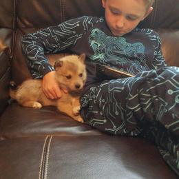 Pomsky Puppies from SMP Pomsky/Southern Minnesota Pomskies