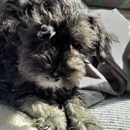 Miniature Schnauzer Puppies from Kelly's Mini Schnauzers