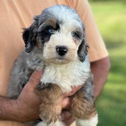 Snickers - Blue merle male Aussiedoodle puppy in Omro, Wisconsin from Crystal Ridge Doodles