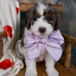 Jovie - Merle - Merle female Bernedoodle puppy in Bowling Green, Ohio from Windy Creek Doodles
