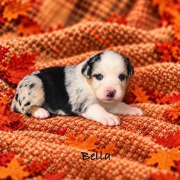 Bella - Blue merle female Australian Shepherd puppy in Howardsville, Virginia from Spectacular Aussies and Cavaliers