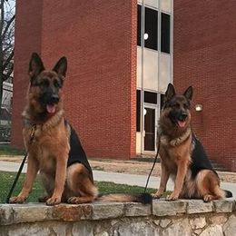German Shepherds from Vom Vrban Haus