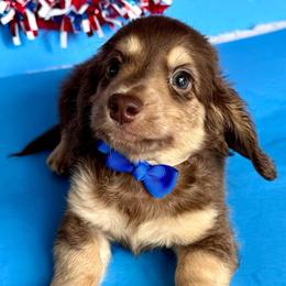 Rocket(2400) - Chocolate and cream male Dachshund puppy in Augusta, Arkansas from Savvy-Dee's Dachshunds