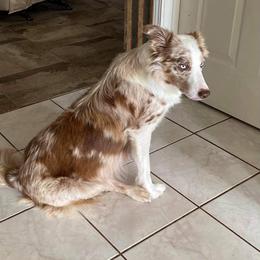 Rayne - Border Collie