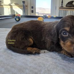 Boy 2 - Chocolate and tan male Dachshund puppy in Cedar City, Utah from Country Doxies