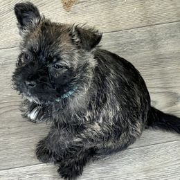 Sweetie - Wheaten brindle female Cairn Terrier puppy in Shell Knob, Missouri from Stoneridge Kennel