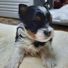 Rico - Parti male Yorkshire Terrier puppy in Hartford City, Indiana from Dare to Dream Yorkies