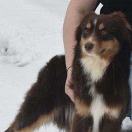 Miniature Australian Shepherd All Grown Up from Baker's Down South Aussies