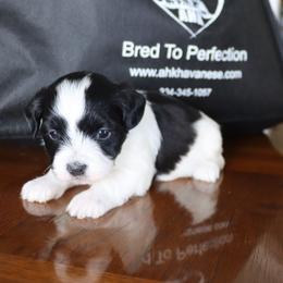Neyteri - Black and white female Havanese puppy in Hamptonville, North Carolina from Alabama Havanese Kennel Tidewater Kennel