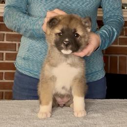 Winter- Girl 2 - Red, black overlay female Akita puppy in Coopersburg, Pennsylvania from Main Street Akitas