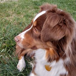 Miniature Australian Shepherd All Grown Up from Antelope Hill Aussies