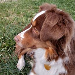 Miniature Australian Shepherd All Grown Up from Antelope Hill Aussies