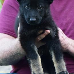 Boy 3 - Bi-color German Shepherd puppy in Bloomington, Indiana from Zu Treuen Händen, Working German Shepherd Dogs
