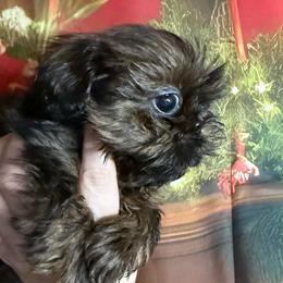 Fudge - Brindle male Shih Tzu puppy in Russellville, Kentucky from The Patriot Tzu