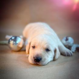 Kuhli - Yellow male Labrador Retriever puppy in Isle, Minnesota from Dog Ear Outfitters