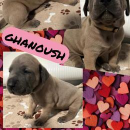 Ghanoush - Fawn female Great Dane puppy in Wellsville, New York from Prophecy Danes
