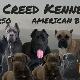 American Bullies and Cane Corso from Solid Creed Kennels