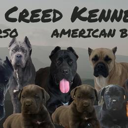 American Bullies and Cane Corso from Solid Creed Kennels