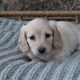 Dachshund Puppies from Rustic Bark Page's Dachshunds