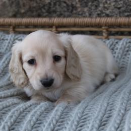 Dachshund Puppies from Rustic Bark Page's Dachshunds