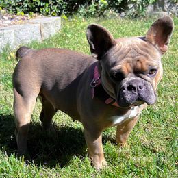 French Bulldogs from You Winnie Some (Winnie's Blues & Lilacs)