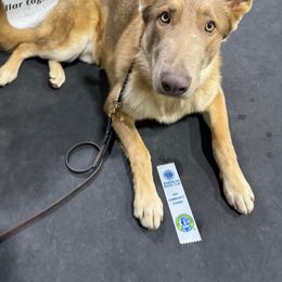 German Shepherd All Grown Up from Anzhela Krieg