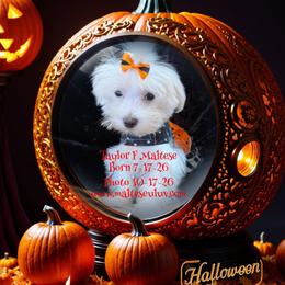 Taylor F Maltese - White female Maltese puppy in Silverhill, Alabama from Malteseuluv’s Tiny Treasurers