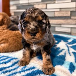 Amber - Merle female Cockapoo puppy in Fortuna, California from Dalton Poodles and Doodles