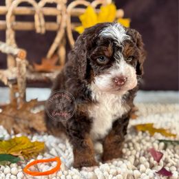 Orange boy - Brown and white male Bernedoodle puppy in Waukesha, Wisconsin from Bernedoodle Boutique (and Cavapoos)