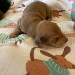Bear - Dapple male Dachshund puppy in Yuba City, California from The Navarro Furbabies