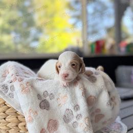 Cobbler - Piebald male Dachshund puppy in Greenville, North Carolina from The Gorman Farms