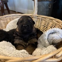 German Shepherd Puppies from Von Vollblut Shepherds