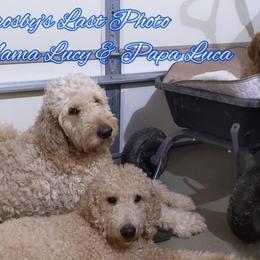 Goldendoodle Puppies from Lu Doodles