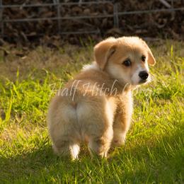 Pembroke Welsh Corgi Puppies from Half Hitch Corgis
