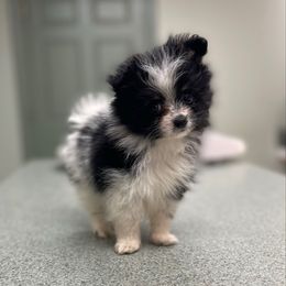 BooBoo - Black and tan parti male Pomeranian puppy in Stuart, Virginia from Lil Aussie Posse