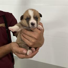 George - Red male Pembroke Welsh Corgi puppy in Morgantown, Pennsylvania from GoldStar Corgis (License Number 18519)