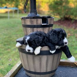 Bernedoodle and Double Doodle Puppies from Cloud Nine Doodles