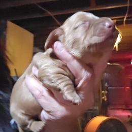 Boy 2c - Cream male Dachshund puppy in Lansing, Michigan from Black Thunder 517 Dachshunds and frenchies