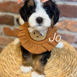 Jo - Tri-color female Bernedoodle puppy in Snohomish, Washington from Refined Doodles