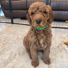 Green Collar - Red  male Poodle puppy in Orange, Connecticut from Shamrock’s Poodles