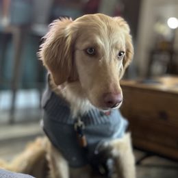 Scoots - Labradoodle