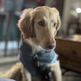 Scoots - Labradoodle