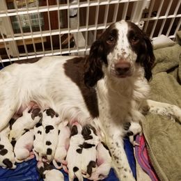 Willow  - English Springer Spaniel