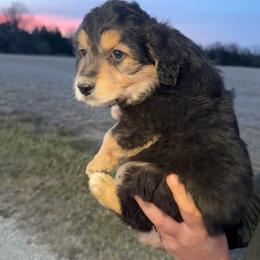 Boomer - Black phantom male Aussiedoodle puppy in Warrensburg, Missouri from Dreamer Ridge Puppies