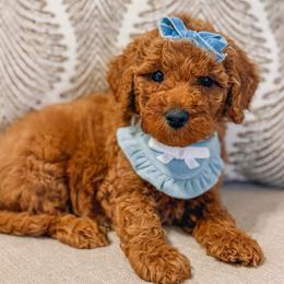 Aurora - Red  female Goldendoodle puppy in Iola, Texas from Supreme Doodles of Texas