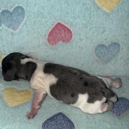 Dachshund Puppies from Dachshund Dad